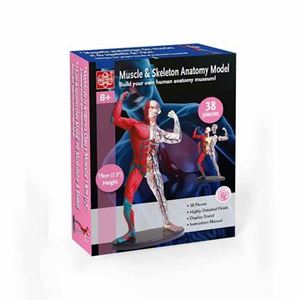 Muscle & Skeleton Anatomy Model - Edu-Toys
