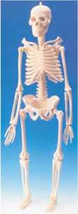 Human Body: Skeleton with Stand