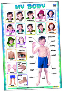 Human Body: EC My Body Poster