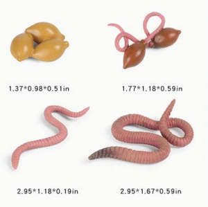 Life Cycle - Worm