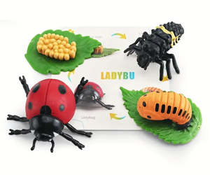 Life Cycle - Ladybird