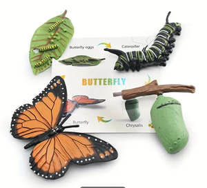 Life Cycle - Butterfly