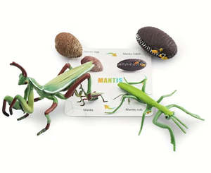 Life Cycle - Mantis