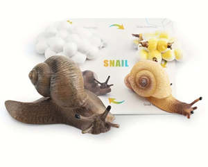 Life Cycle - Snail