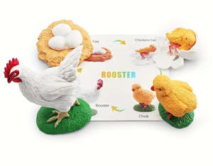 Life Cycle - Chicken