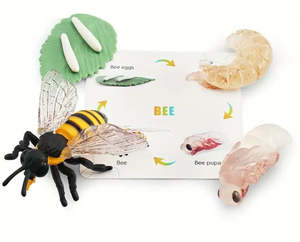 Life Cycle - Bee