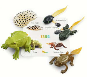 Life Cycle - Frog