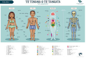 Maori Resources: The Human Body Te Reo Māori Poster A2 - Kuwi & Friends