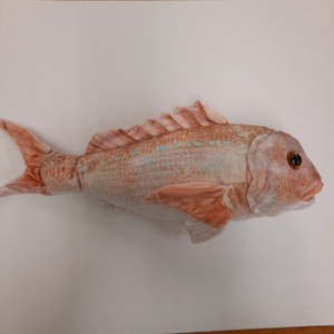 Snapper Soft Toy - Antics