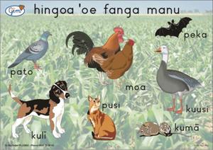 Products: Backyard Animals Poster Tongan - Play‘n’Learn – Educational Resources