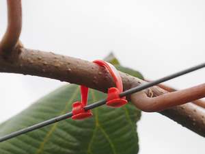 Growing And Horticulture: VineClips 65mm