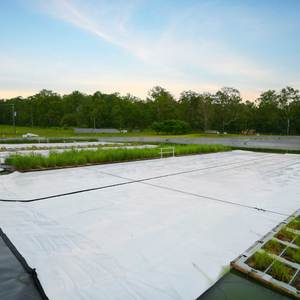 Daisy Dam Covers
