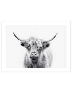 Highland Cow