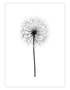 Winter Wonder: Dandelion