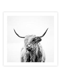 Portrait of a Highland Cow