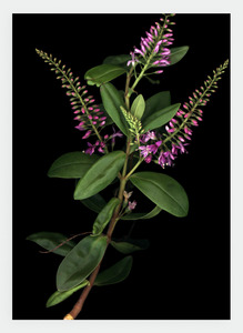 Flora Lynn Hurst Wholesale: LH28 Hebe | Lynn Hurst (Pack of 6)