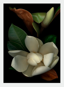 Flora Lynn Hurst Wholesale: LH19 Magnolia (Pack of 6)