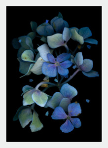 LH18 Dark Blue Hydrangea (Pack of 6)