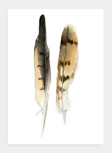 The Birds Wholesale: DB19 Feathers  (Pack of 6)