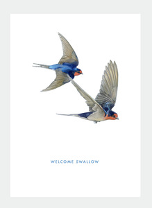 The Birds Wholesale: DB43 Welcome Swallow (Pack of 6)