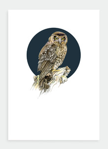 The Birds Wholesale: DB35 Morepork (Pack of 6)