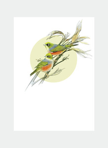 All Occasions Mini Wholesale: DBM15 Waxeye  (Pack of 6)