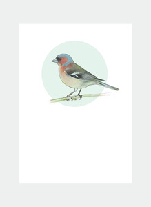 DBM11 Chaffinch (Pack of 6)