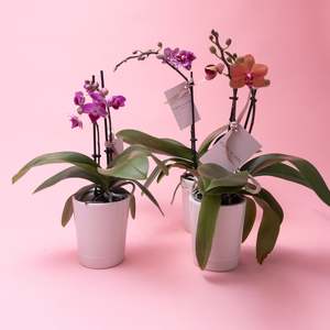 Growing Gifts: Mini Phalaenopsis Orchid Plants