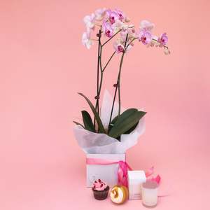 Growing Gifts: Spoil Her - Phalaenopsis Orchid Gift Set