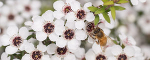 Products: On sale アーカイブ - Honey Market