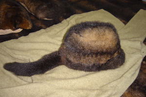 Davy Crockett Hat Envirofur