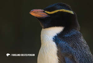 SGI1116 - Fiordland Crested Penguin