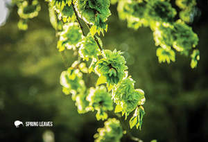 New Updated: SGI1125- Spring Leaves