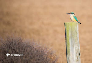 SGI1121 - New Zealand Kingfisher/Kōtare
