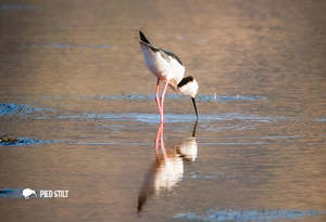 New Updated: SGI1120 - Pied Stilt