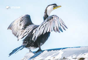 New Updated: SGI1118 - Little Shag