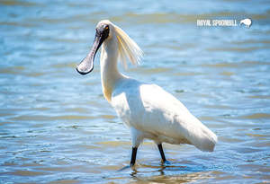 New Updated: SGI1114 - Royal Spoonbill