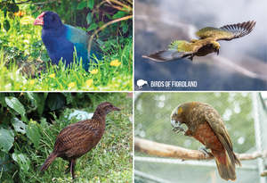 New Updated: SGI1112 - Birds of Fiordland - Small Postcard