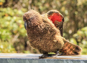 Wildlife: LGI208 - Kea, Mountain Parrot - Large Postcard