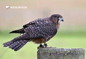 Wildlife: SGI1104 - NZ Falcon - Small Postcard