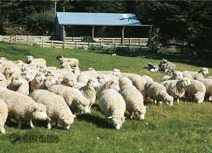 Wildlife: LGI071 - Sheep - Large Postcard
