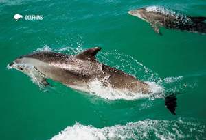Wildlife: SGI506 - Dolphins - Small Postcard