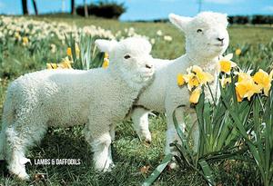 LGI070 - Lambs & Daffodils - Large Postcard