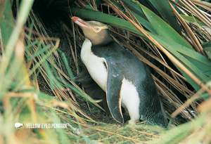 Wildlife: SGI494 - Yellow Eyed Penguin and Chick - Small Postcard