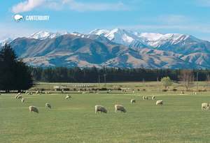 Wildlife: SCA290 - Sheep Grazng Mt Hutt - Small Postcard