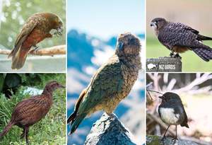 Wildlife: SGI1103 - NZ Native Birds - Small Postcard