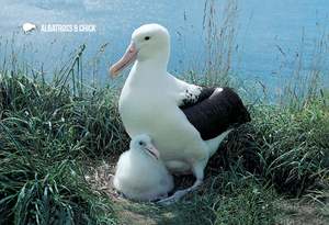 Wildlife: SDN1102 - Albatross and Chick - Small Postcard