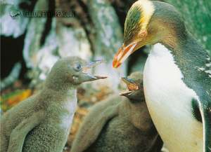 Wildlife: LGI079 - Yellow Eyed Penguin & Chicks - Large Postcard