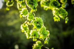 Greeting Cards: Spring Leaves Greeting Card