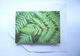 Fern Greeting Card